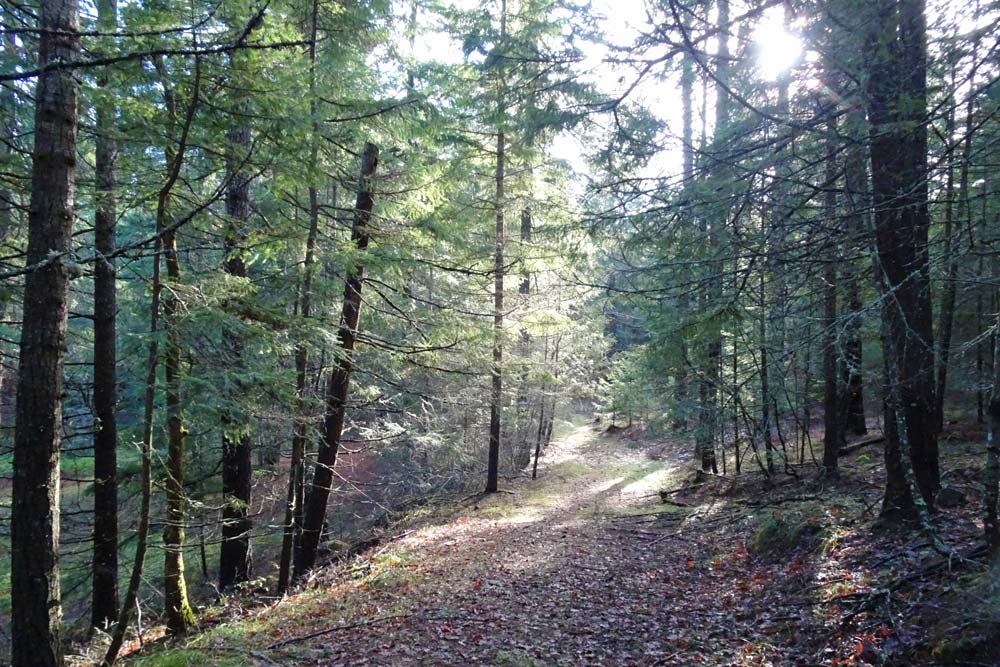 wooded hillside