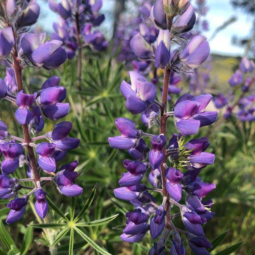 purple lupine closeup