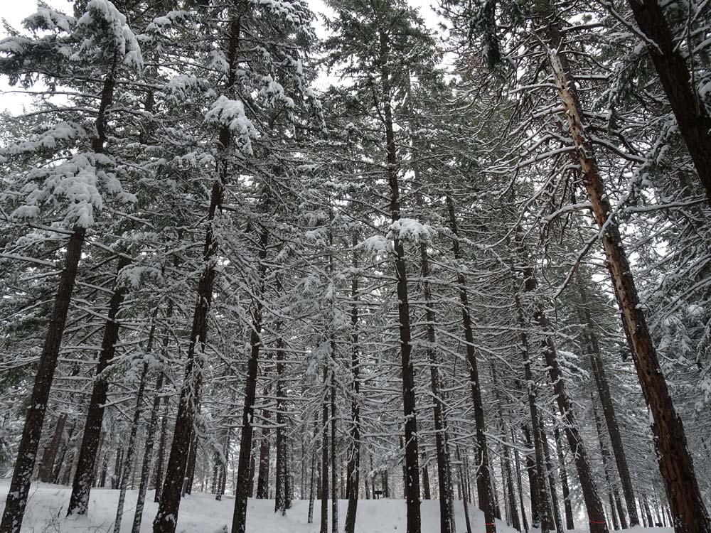 forest in snow