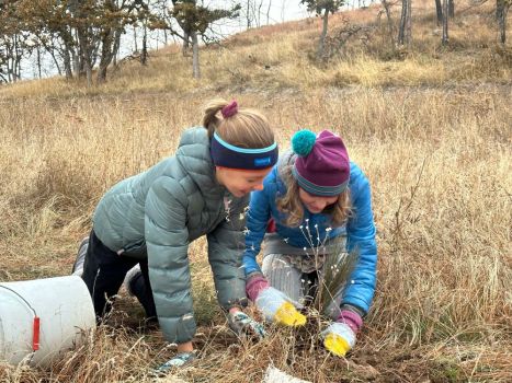 Wildfire restoration planting