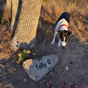dog looks down at grave stone marker under a tree for Telly at Great River Pet Cemetery