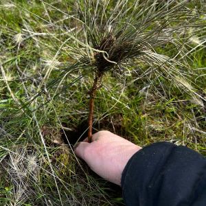 planting a ponderosa seedling over a grave