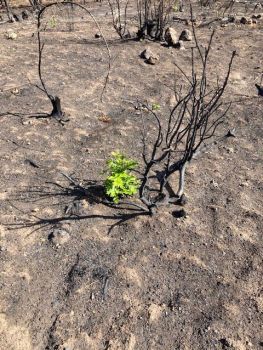 Oak tree sprouting after the 2020 wildfire