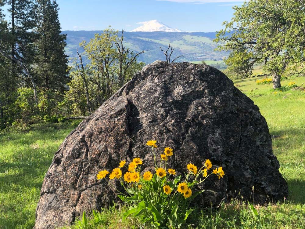 boulder and flowers with Mount Adams in background