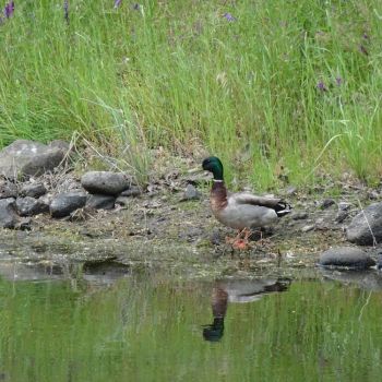 mushrooms growing on mossy forest ground