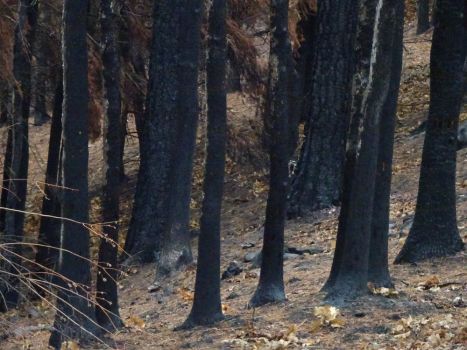 Some trees were lost to the 2020 wildfire