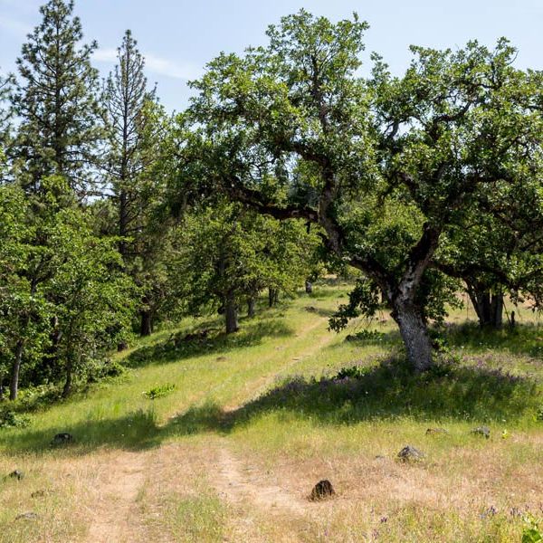 Great River Natural Burial, photo by Jason F. Kaplan of Oregon Business