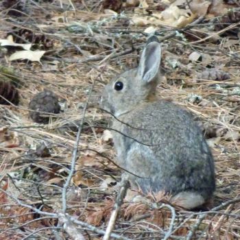 bunny rabbit at Great River