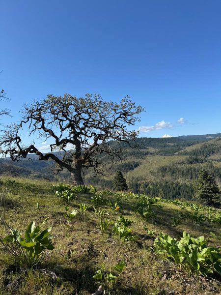 Paws in Peace pet cemetery mountain views at Great River Natural Burial