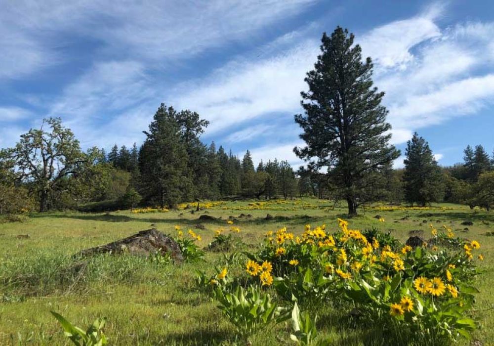 Great River Natural Burial view of nearby Columbia River Gorge