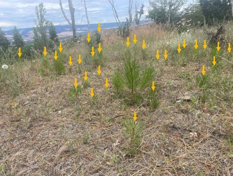 Forest recovering from wildfire with pine seedlings