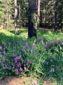 Woven sweet pea wreath placed on tree by day camp students