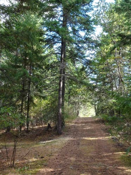 a peaceful path through the forest at Great River in Mosier Oregon