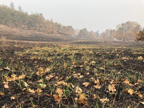 New grass sprouting after the 2020 wildfire