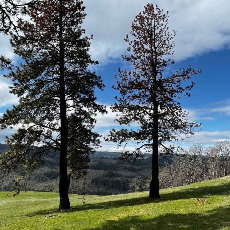 mother and daughter planting memorial tree