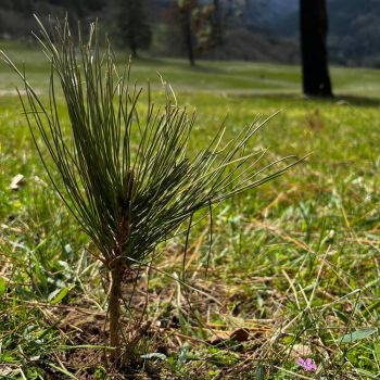 ponderosa pine seedling planted to replace those killed by boring beetles