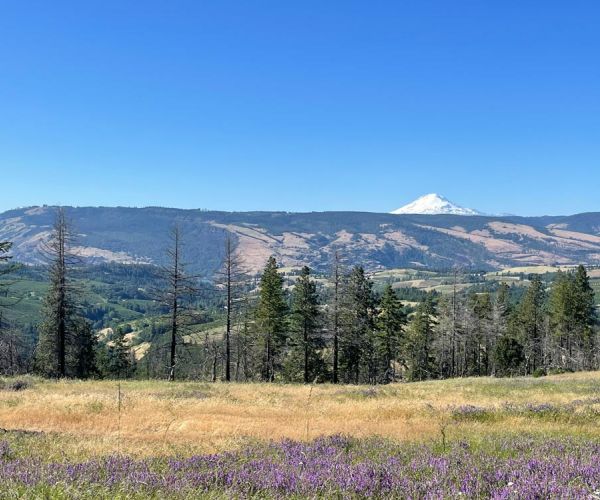 Mountain View Meadow in spring