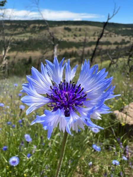 blue and white cornflower or bachelor's button