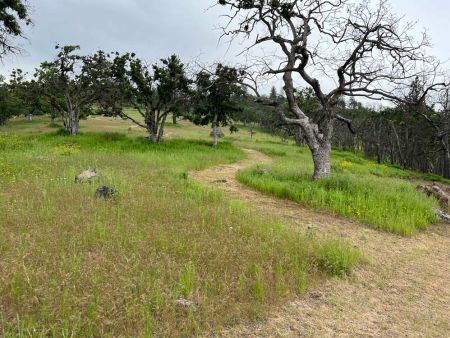 mowed path through natural burial ground