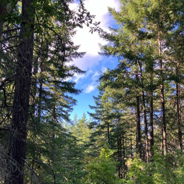 blue sky and clouds through tree tops