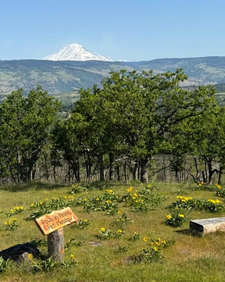 Paws in Peace Pet Meadow at Great River Natural Burial has log bench with mountain view