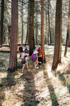 hiking trails through the tree park