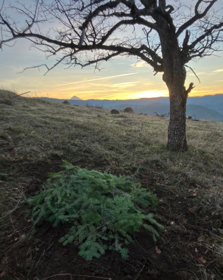 recent pet grave covered in green boughs at sunset