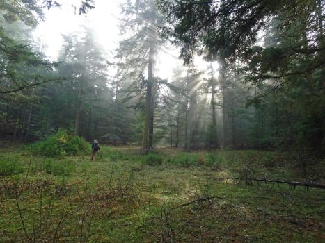 hiker at sunrise with light streaming through trees